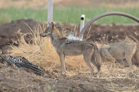 Pair of Indian Grey Wolves (Canis lupus pallipes) exploring farmland in Bhigwan, Maharashtra - rare predators adapting to human landscapes.