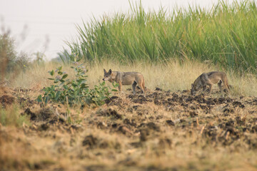 Pair of Indian Grey Wolves (Canis lupus pallipes) exploring farmland in Bhigwan, Maharashtra - rare predators adapting to human landscapes.