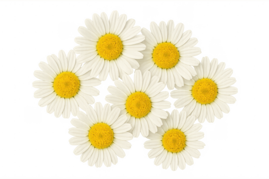 Daisies blooming forming floral pattern on transparent background
