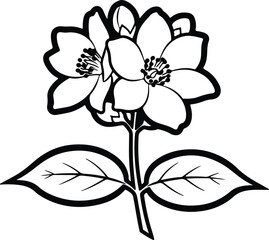 Illustrator jasmine flower with leaves botanical spring black Silhouette vector