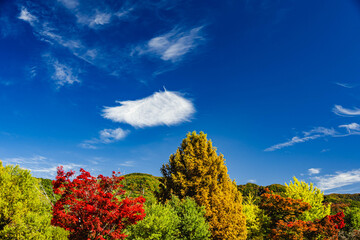 Fototapeta premium みずべ公園の木と山の紅葉風景