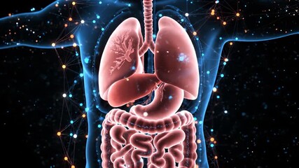 3D digital representation of internal organs. Human lungs and digestive system are visible. Advanced technology creates detailed anatomy model. Medical innovation supports education and research. - Powered by Adobe