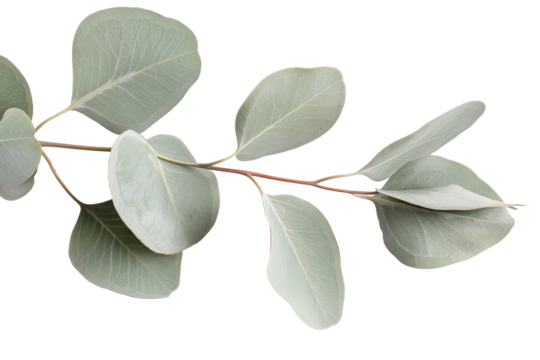 Eucalyptus leaves are arranged on a transparent background. Each leaf displays a unique shape and subtle shades of green, casting realistic shadows indicative of natural light