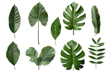 This collection features various tropical leaves arranged on a transparent backdrop, highlighting their lush green colors and distinct textures. Perfect for nature-themed projects