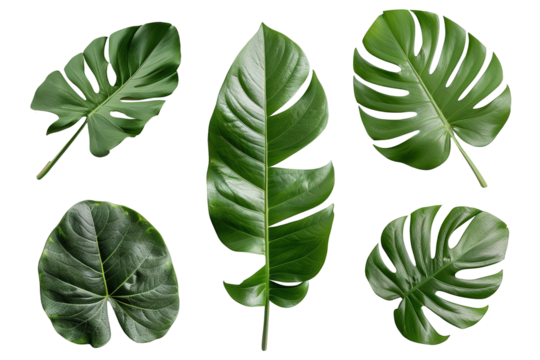 A set of tropical leaves is arranged creatively on a transparent background, perfect for graphic design and decor projects. Ideal for natural themes and backgrounds