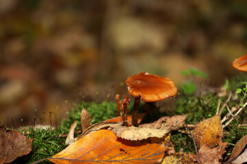 A colorful carpet of fallen leaves in an autumn forest. Bright shades of green, yellow, red, and brown create a rich natural texture. This is an ideal background symbolizing the change of seasons and 