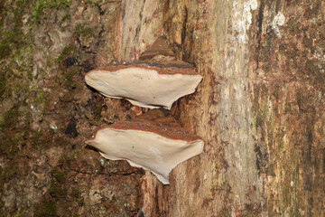 ​A close-up shot features two light-colored shelf fungi (bracket mushrooms) growing stacked on...