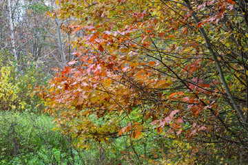 Vibrant colors of autumn maple leaves dominate the foreground, creating a bright contrast with the green undergrowth. Tree branches in the background add depth and texture.