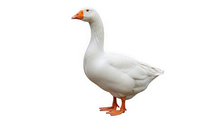 White goose standing on a transparent background in a side view position