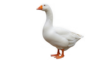 White goose standing on a transparent background in a side view position