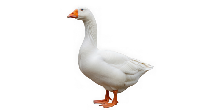 White goose standing on a transparent background in a side view position