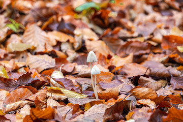 White mushrooms growing among colorful autumn leaves on forest floor
