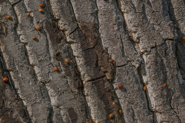 Colorful insects gather on bark of tree during beautiful sunny day. Invasion of Asian ladybugs.
