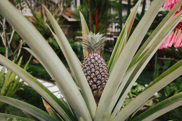 Wild pineapple grows on a bush in the garden