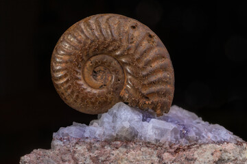 Ammonite fossil exposed on stone, representing unique piece of geological history