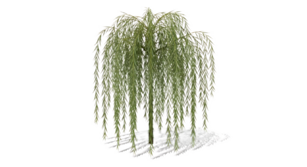 A single weeping willow tree with long green leaves isolated on a black background with its shadow