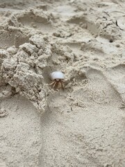 Hermit Crab on White Sand Beach, Maldives