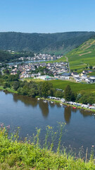 Wine region of the Mosel Valley. Wine tourism Cochem, Rhineland-Palatinate, Germany August 2, 2025.