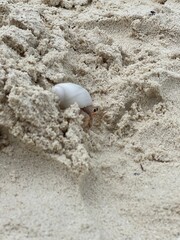 Hermit Crab on White Sand Beach, Maldives