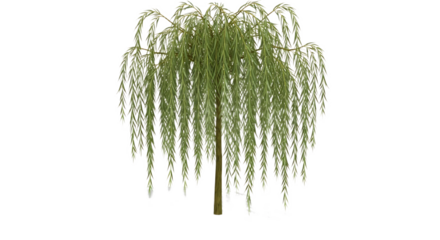 Isolated weeping willow tree with long drooping branches against a black background in full view