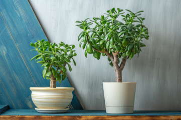 Succulent houseplant Crassula ovata in a pot on wooden desk on grey background.
