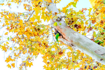 Preciosa cotorra de Kramer en el parque Ribalta, preciso parque en el interior de  castellón de la...