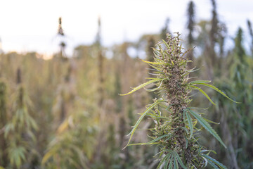 Field landscape with cannabis, used for medical treatment of fatal diseases like cancer, smoking for fun causing addiction, and for industrial use like constructions, textile production, insulation.
