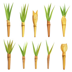 A Minimalistic 2D flat icon featuring bamboo shoots set, clean vector design, simple illustration style, isolated on a white background, modern element in vector and EPS format	