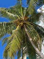 Fototapeta premium Palm Leaves Against Blue Sky in Maldives Paradise