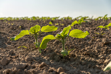Newly sprouted plants emerging from rich soil under a bright sky in a field during the early morning hours