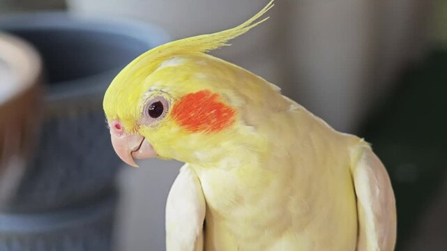 Beautiful yellow parrot close-up photo.