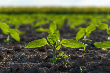 Green seedling emerging from dark soil in a sunny field during springtime growth season