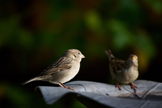 sparrows on a bowl on a dark background