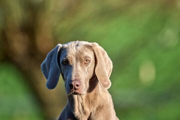 Fototapeta premium portrait of a short haired weimaraner
