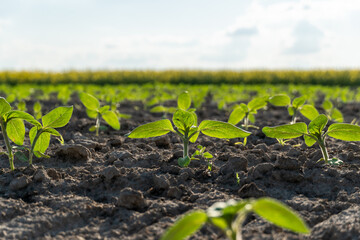 New sunflower plants showing green leaves in a sunny field during the planting season
