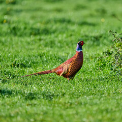 Fototapeta premium pheasant in the grass