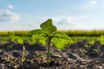 Young sunflower plant emerges from soil under a bright sky in a rural field during spring season