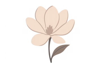 Beige magnolia flower illustration on transparent background