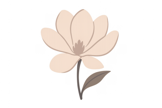 Beige magnolia flower illustration on transparent background
