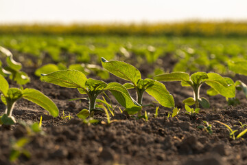 Growing seedlings in a sunny field during early morning light, showcasing the promise of new plant life