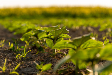 Healthy green seedlings grow in rich soil under warm sunlight near a vibrant field of crops in springtime