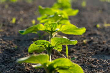 Green seedlings growing in a sunlit field during early morning hours in spring