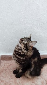 Cute baby kitten spots unattainable prey