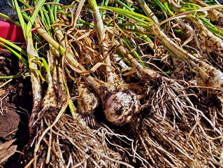 Freshly pick French onions 