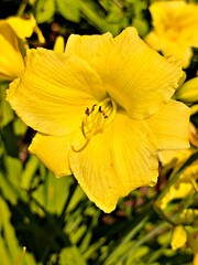Close up on a yellow  flower