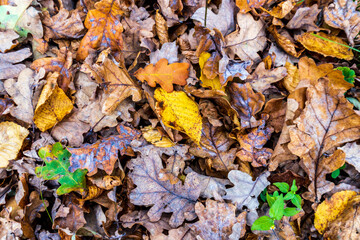 Autumn leaves scattered on the forest floor showcasing vibrant colors and textures in a natural setting