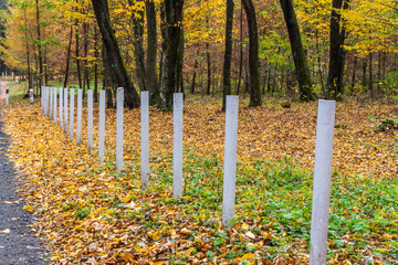 Wooden posts line a gravel path in a forest filled with colorful autumn leaves during a calm afternoon