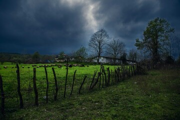 Obraz premium vineyard in autumn