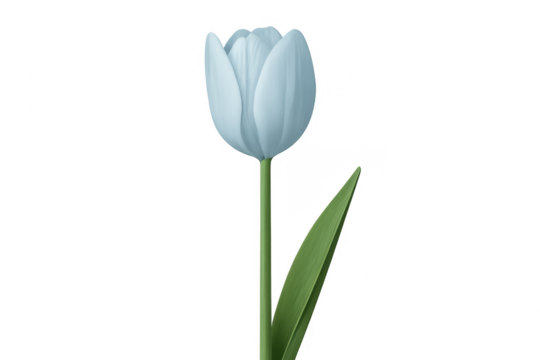 Pale blue tulip flower blooming transparent background