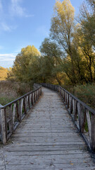 Obraz premium Curved wooden walkway through autumn forest landscape